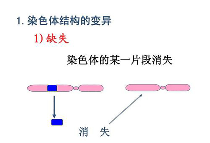 15号染色体微缺失孩子能要吗-打掉后还能再次孕育吗-