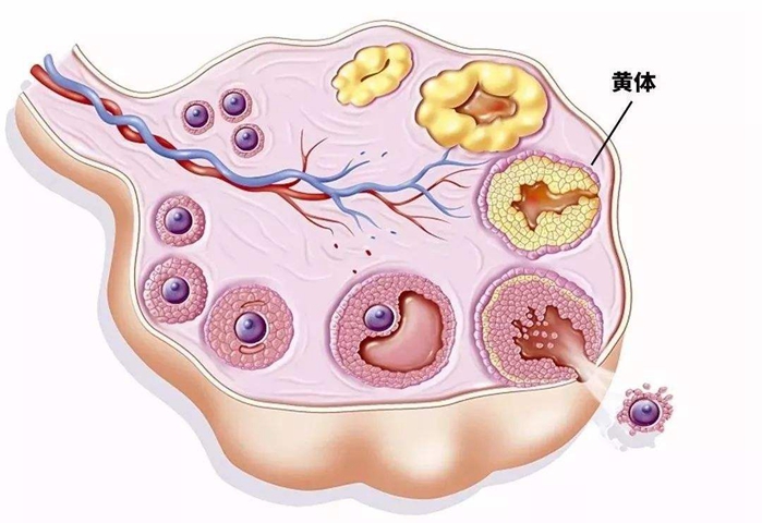 黄体期短想怀孕