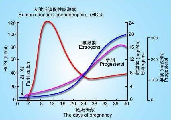 血清人绒毛膜促性腺激素多少算怀孕