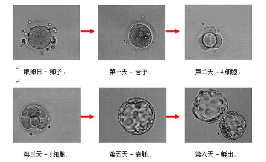 4bc是最差的囊胚吗？移植会成功吗？