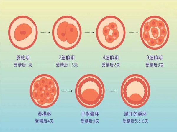 三代试管4bb囊胚培养成功后是否必须进行活检-