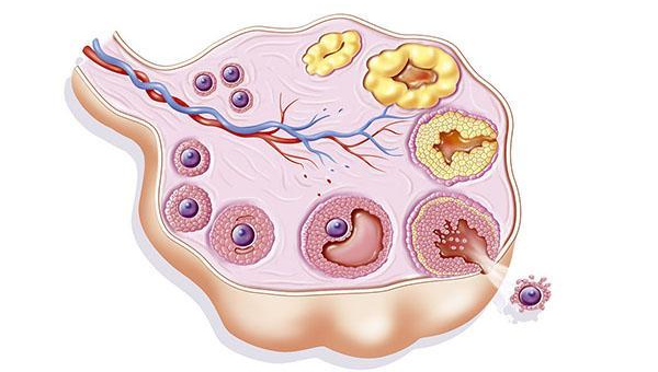 卵泡隔一天检测反而明显变小是什么原因？