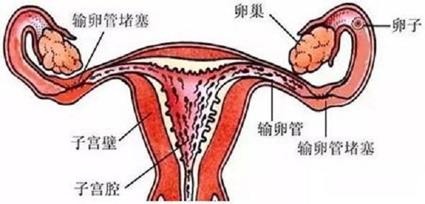 上海第十人民医院预生殖医学科专家？网上预约挂号？