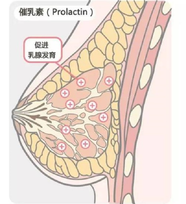 70A女性要吃多久催乳素才有丰胸效果？