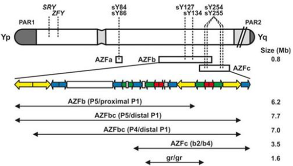 Y染色体azfc