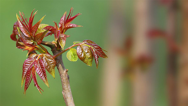 取完卵能吃多吃香椿芽吗？