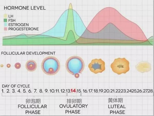 孕酮数值看男女是不是选择在孕5周准确度最高？