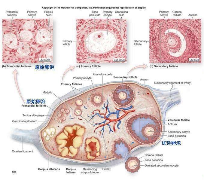 卵巢生理结构图示例