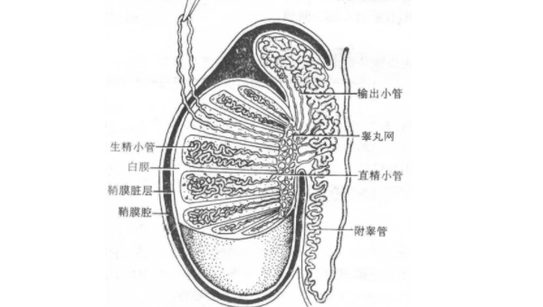 睾丸穿刺取精疼吗