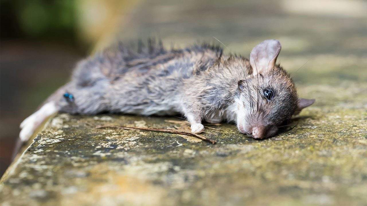 孕妇梦见的死老鼠