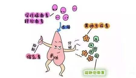 高泌乳素血症去天津医科大学第二医院看怎么样？