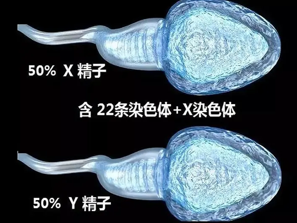 男人y精子活力强还是x精子活力强？