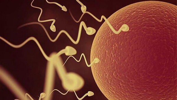 精子正常率7.4不正常