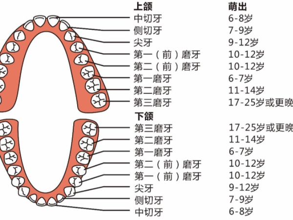 小女孩换乳牙的年龄是什么时间？有更换顺序图表吗？