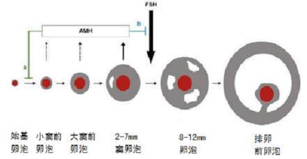 窦卵泡少会导致怀孕困难