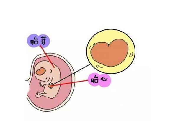 胎芽是什么意思？怀孕45天有胎芽正常吗？