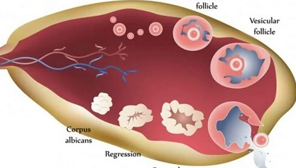 卵泡塌陷说明排卵了