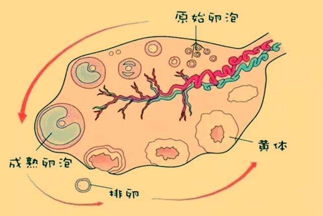 备孕中，卵泡大小21-14mm正常吗-