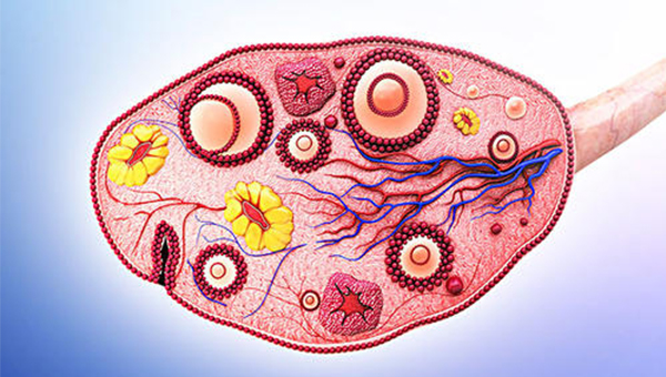 卵泡长着长着没有了是体内激素水平异常导致的吗？
