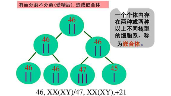 女性染色体是45x嵌合体还可以生育健康宝宝吗？