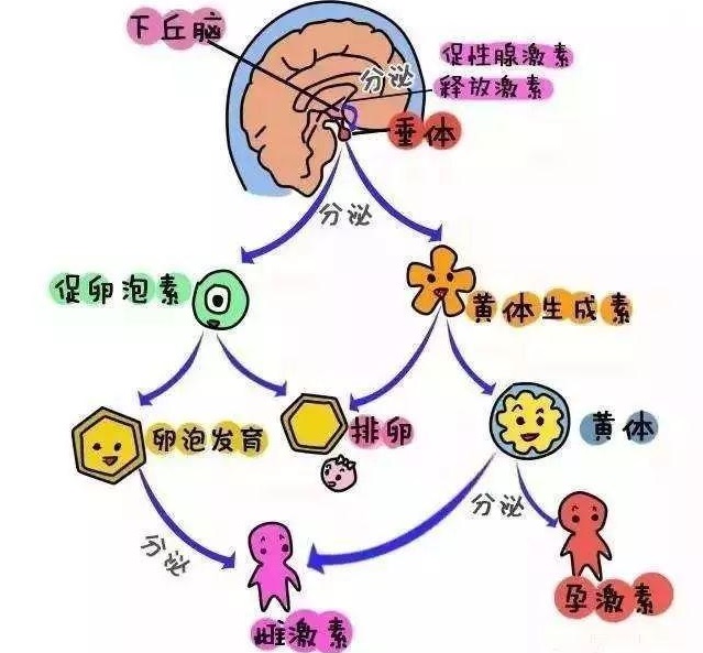 试管移植前lh1.1mIU／ml是正常的吗？