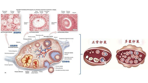 多囊结婚3年想做试管，有姐妹知道深圳传承助孕中心吗？