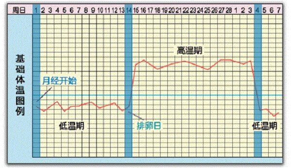 基础体温曲线图