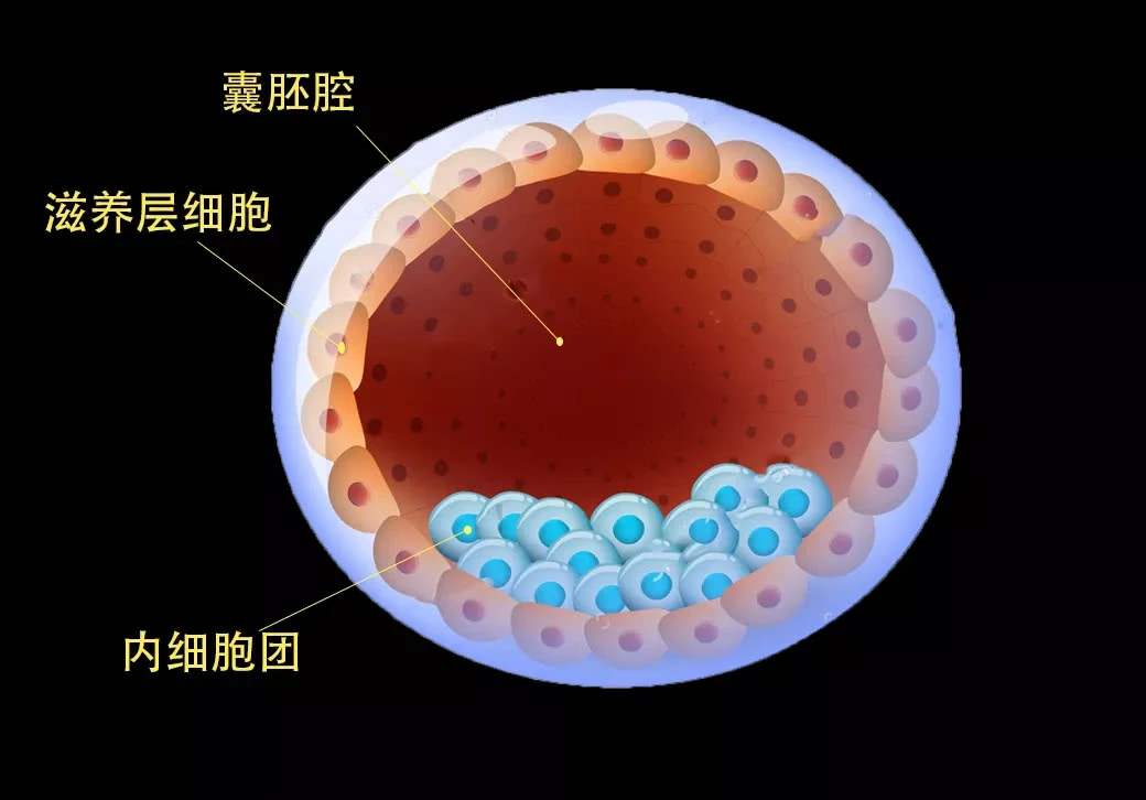 4bc囊胚移植的成功率高吗-有多少？