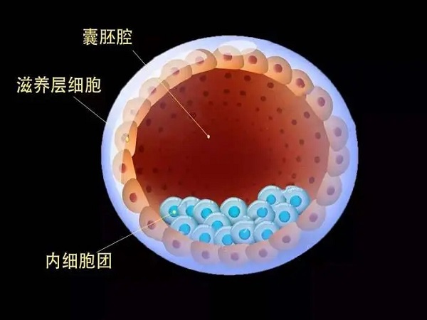 二代试管5个一级优质鲜胚养囊通常能成功几个？