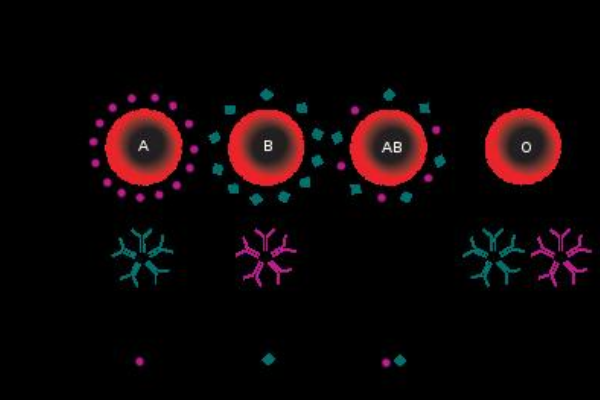 AB、A、B、O四个血型哪个是最为少见稀有的？